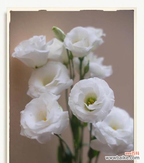 以玫瑰花的花语是你是我的唯一