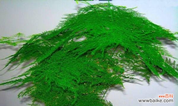 揭开文竹花语的秘密 永恒之美——以文竹为主题的花语探究