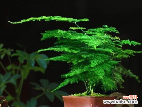 揭开文竹花语的秘密 永恒之美——以文竹为主题的花语探究