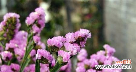 追忆与永恒 勿忘我的花语与象征意义