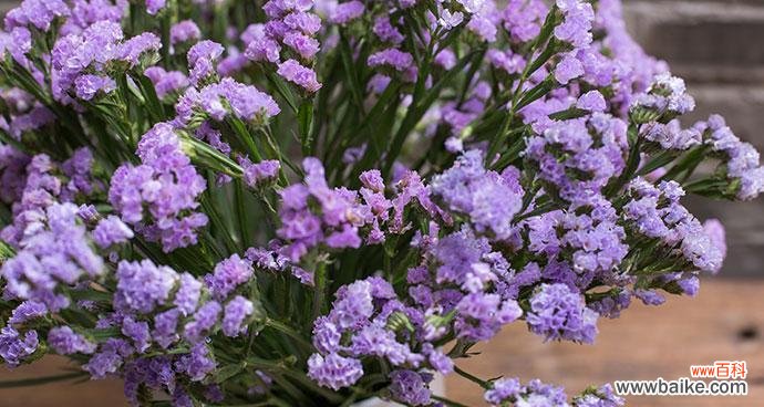 探寻勿忘草的情感与象征 勿忘草的花语与意义
