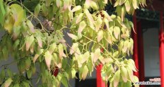 倾听梧桐花开的声音 梧桐花的花语-传递爱与美的使者