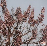 探寻梧桐的深层意义 梧桐的寓意与启示