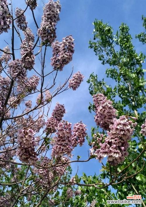 探寻梧桐的深层意义 梧桐的寓意与启示