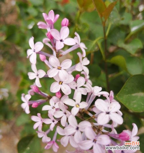 探索丁香花的独特含义与意义 五瓣丁香花的寓意与象征