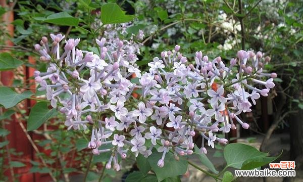 探索丁香花的独特含义与意义 五瓣丁香花的寓意与象征