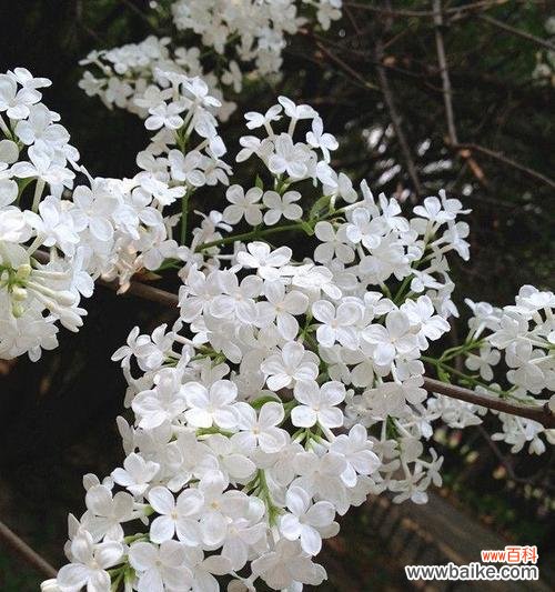 探索丁香花的独特含义与意义 五瓣丁香花的寓意与象征