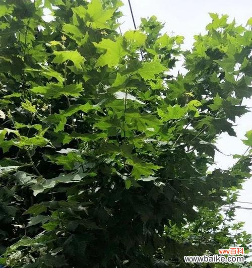 传承与希望的象征 梧桐树的寓意与人生境遇——树立信念，成长坚强