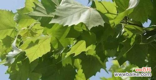 传承与希望的象征 梧桐树的寓意与人生境遇——树立信念，成长坚强