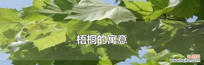 传承与希望的象征 梧桐树的寓意与人生境遇——树立信念，成长坚强