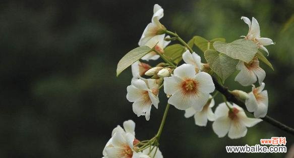 解读梧桐树的象征意义及其在风水中的应用 梧桐树的寓意与风水