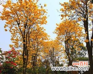 解读梧桐树的象征意义及其在风水中的应用 梧桐树的寓意与风水