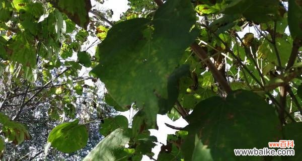 解读梧桐树的象征意义及其在风水中的应用 梧桐树的寓意与风水