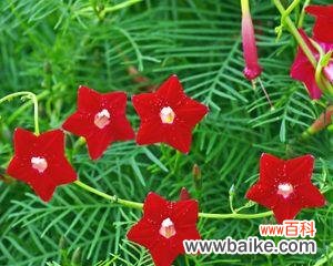 传递祝福与美好的五角星花 五角星花的寓意与象征