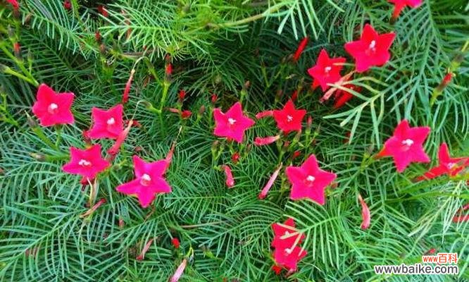 传递祝福与美好的五角星花 五角星花的寓意与象征