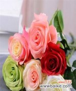 揭示五朵玫瑰的神秘面纱 五朵玫瑰的寓意与象征意义