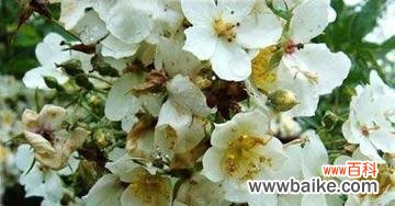 探寻幻想花海的奇妙之旅 花海中的幻想世界