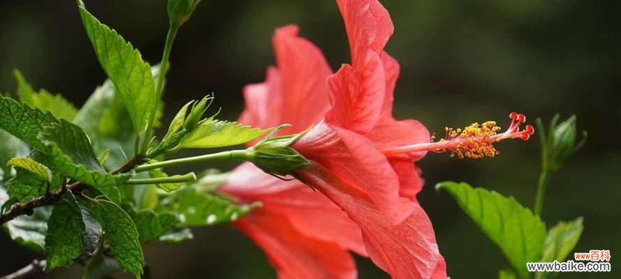 探寻幻想花海的奇妙之旅 花海中的幻想世界