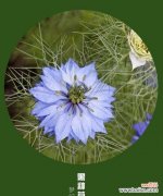 虞美人花语揭示人际关系中的虚假与欺诈 以虞美人为主题的花语——谎言的绽放