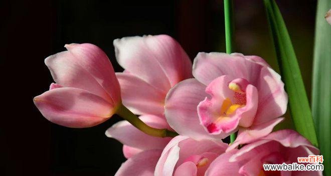 菊花的美丽与寓意 吉祥如意的花语——以菊花为主题