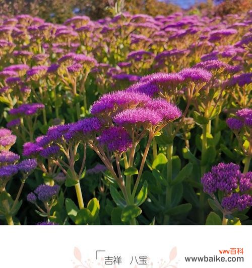 菊花的美丽与寓意 吉祥如意的花语——以菊花为主题