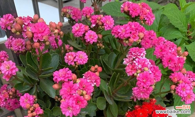 菊花的美丽与寓意 吉祥如意的花语——以菊花为主题