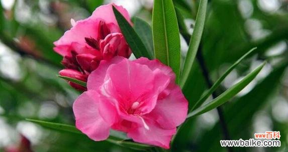 紫罗兰的花语与记忆的意义 怀念与记忆——以紫罗兰花语为主题的文章