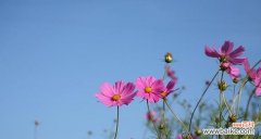 以阳光为名 用向日葵的花语激励加油努力的人们