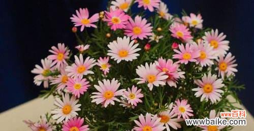 以阳光为名 用向日葵的花语激励加油努力的人们