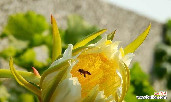 以阳光为名 用向日葵的花语激励加油努力的人们