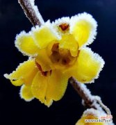 昂首挺立 坚强不屈的花语——以郁金香为主题的文章