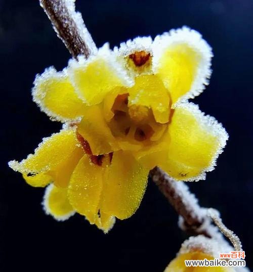 昂首挺立 坚强不屈的花语——以郁金香为主题的文章