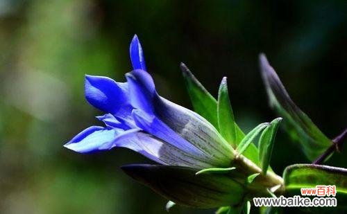 昂首挺立 坚强不屈的花语——以郁金香为主题的文章