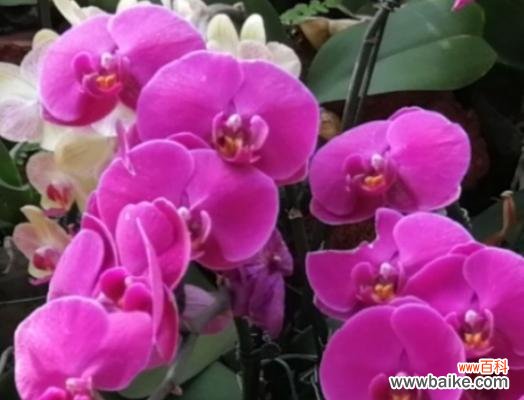 自尊自爱 骄傲之花——康乃馨的花语