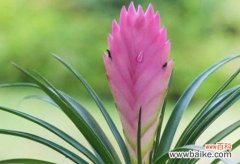 铁线莲 坚韧花语