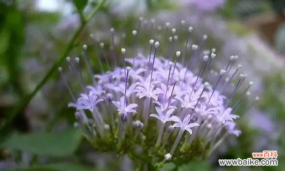 铁线莲 坚韧花语