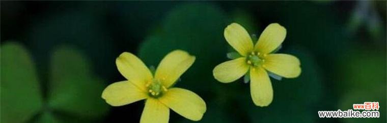 铁线莲 坚韧花语