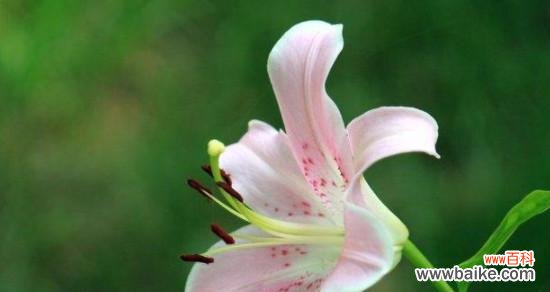 百合花的花语传递着结束与离别的情感 花语告别