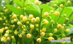 百合花语的含义与传承 解脱的花语——以百合花为例