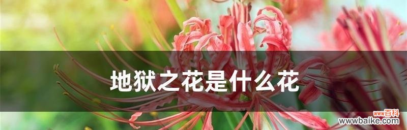 解读禁忌之恋的花语 禁忌之恋——以紫罗兰花语为主题的文章