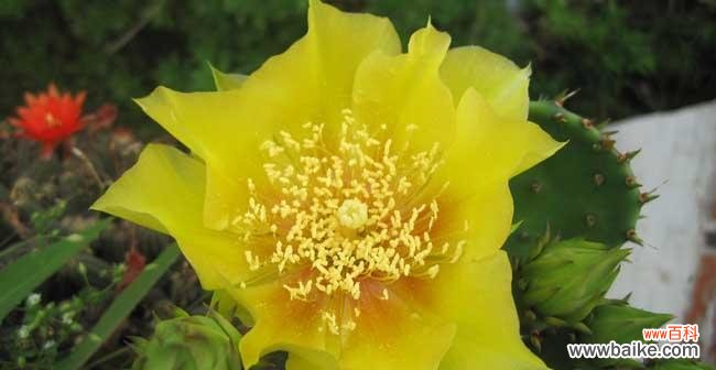 掌握生命的秘密 仙人掌开花