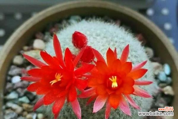 掌握生命的秘密 仙人掌开花