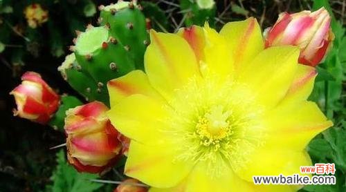 仙人掌盛放的花海与生命的意义 仙人掌开花的奇妙之旅