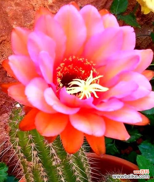 仙人掌盛放的花海与生命的意义 仙人掌开花的奇妙之旅