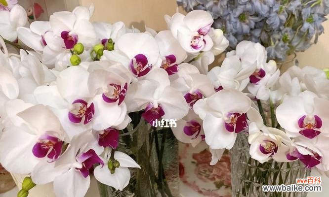 绽放鲜花的艺术之美 以鲜切花为主题的美丽盛宴