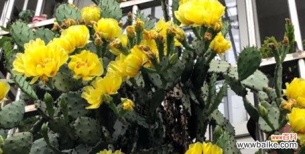 探索仙人掌背后的奥秘与智慧 仙人掌的力量与寓意