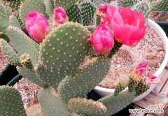 以仙人掌开花的寓意与意义 仙人掌盛开之美