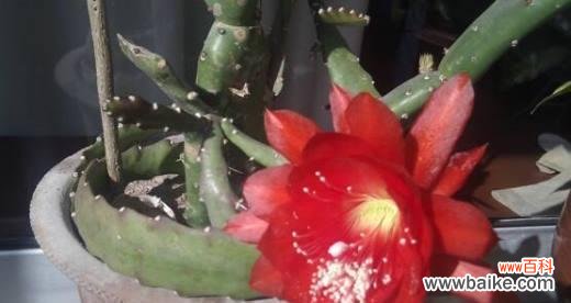 探索大自然奇妙生命的象征 仙人掌开花之寓意