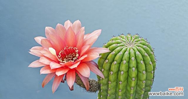 探索大自然奇妙生命的象征 仙人掌开花之寓意