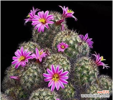 探索大自然奇妙生命的象征 仙人掌开花之寓意